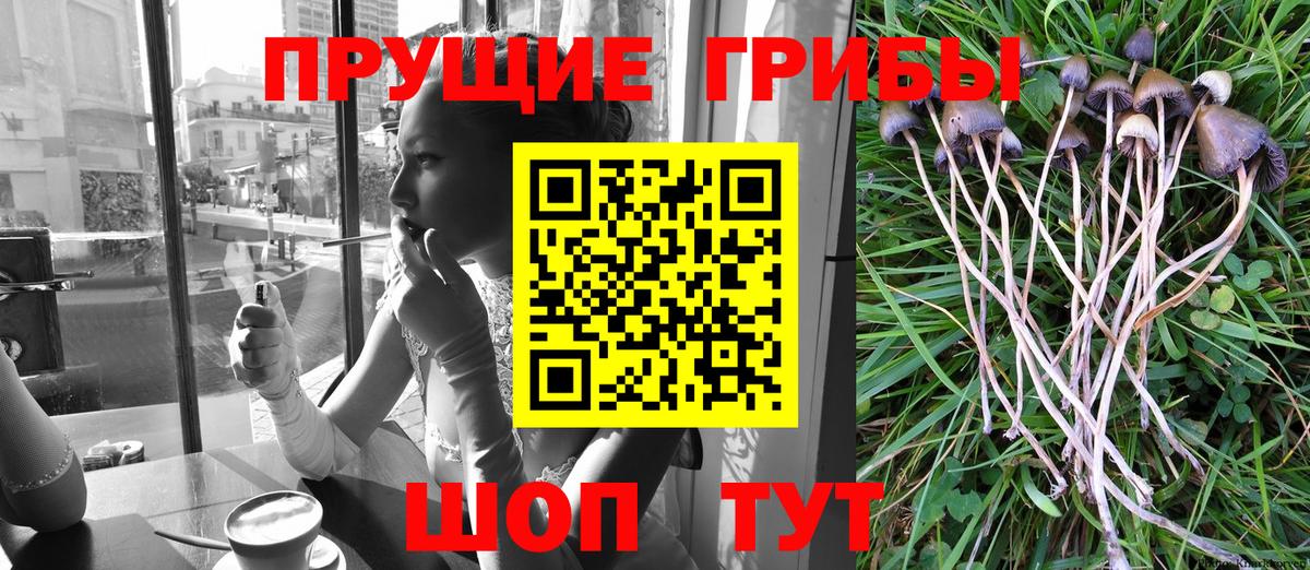 Псилоцибиновые грибы Magic Shrooms  Вход с VPN  продажа наркотиков  Удомля 